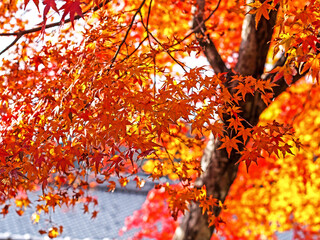 The autumn season leaf in Japan