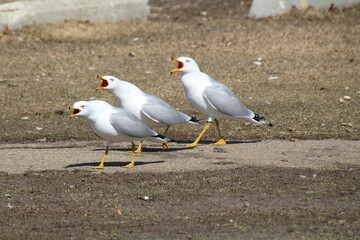 seagulls calling, William Hawrelak Park, Edmonton, Alberta