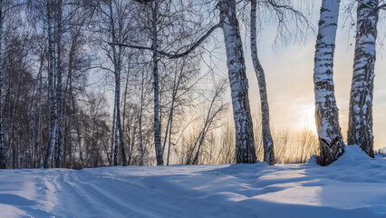 There is a road between snowdrifts in a birch grove. White trunks and bare branches against the background of the morning pinkening sky. Shadows on the snow. Altai