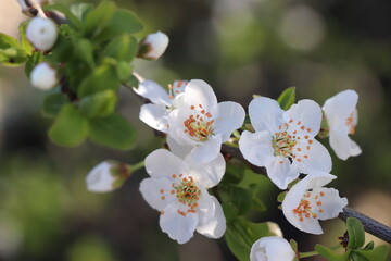 flowers blooming in spring