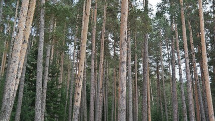 National Parks and Pine Trees in Turkey