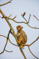 Young Assamese Macaque plays around in the jungle trees of Kaziranga National Park, India