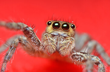 Spider jumper on the red background