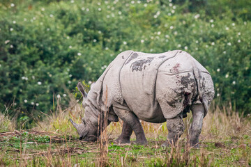 Greater one-horned Rhino in the elephant grass in Kaziranga, India