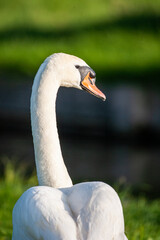 Close up of a Mute Swan walking along the bank to chase off rival swans