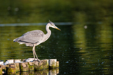 Grey heron adult hunting on the edge of a pond  in London