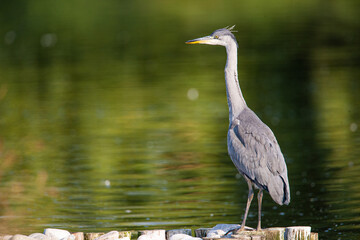 Grey heron adult hunting on the edge of a pond  in London