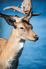 Fallow deer stag walking in a pond before the annual rut in London, UK	