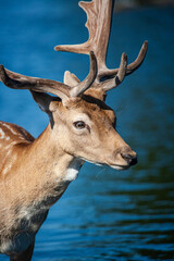 Naklejka premium Fallow deer stag walking in a pond before the annual rut in London, UK 