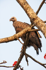 Long-billed vulture perched in the branches over a carcass in Kaziranga National Park