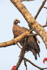 Long-billed vulture perched in the branches over a carcass in Kaziranga National Park