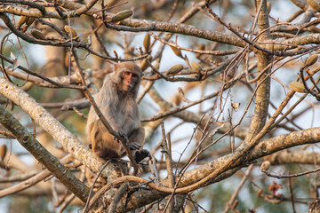 Young Assamese Macaque plays around in the jungle trees of Kaziranga National Park, India