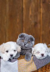 Fluffy gray lop-eared kitten lying next to little Maltese puppies in a wicker basket on a brown plaid
