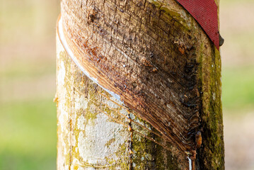 Rubber trees