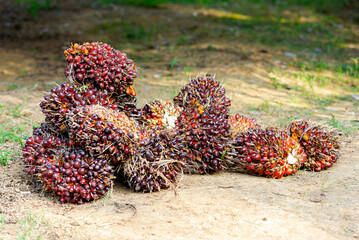 Bunch of harvested palm oil fruit