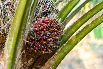 Bunch of harvested palm oil fruit © Leo Lintang