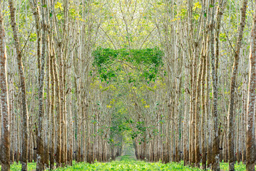 Rubber trees with latex cups