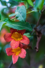 Obraz premium Spring Wildflowers in Texas