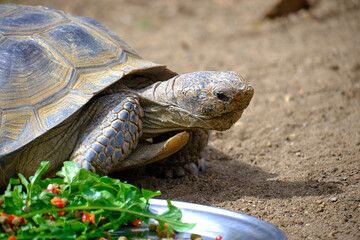 Tortoise Turns Down Food