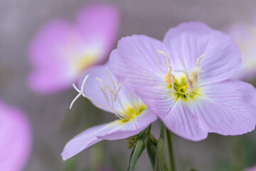 Spring Wildflowers in Texas