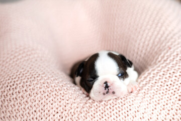 A tiny Boston Terrier puppy lies on a pink knitted blanket. Pets. Dog. Sweet. Cute