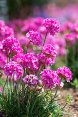 丸いボールの様なピンクの花を咲かせる春のアルメリア