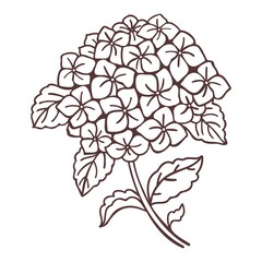Linear Hortensia flower. Vector illustration
