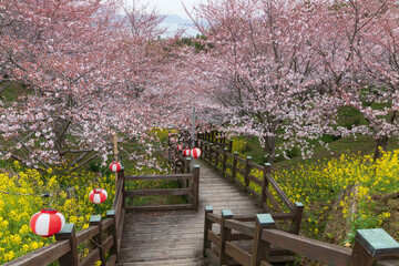Cherry blossoms and canola flowers at Mount Hiraki Park, Ehime, Japan