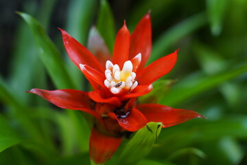 red and yellow flower