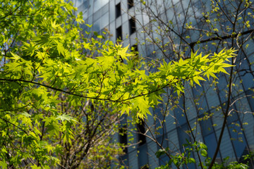 Fresh green Maple trees in business district