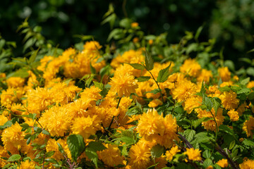 Kerria japonica/Yamabuki in Japanese