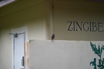 bird standing in front of a wall