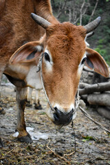 A close up shot of a Indian cow with horns and a white patch on the forehead.