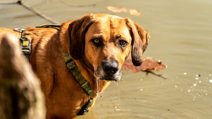 chien  eau feuilles  brun joli