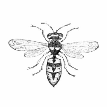 Wasp or Vespula vulgaris. Vintage vector illustration. Halftone style.