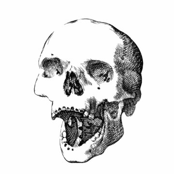 Human Skull with open mouth. Line engraving. Doodle sketch. Vintage vector illustration.