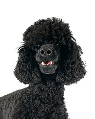 poodle in studio