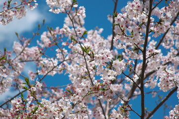 春　桜