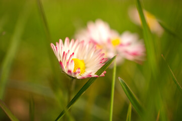 Daisy with a lot of bokeh on a meadow. Flowers one behind the other in ground view.