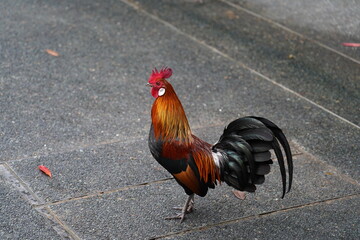 pretty rooster | Red Junglefowl | Gallus gallus | 红原鸡 | rooster on the grass	