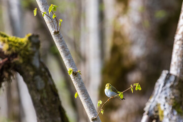 Budding forest and a Willow warbler on a tree branch