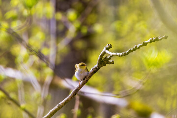 Leaf warbler on a tree branch at spring
