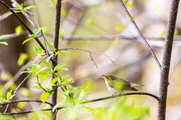 Singing Willow warbler on a lush tree branch