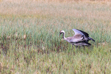 Crane flapping with the wing in a bog