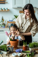 girl and woman transplant flowers and indoor plants. plant bulbs, hyacinths, microgreens together