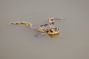 Toad in the breeding season in a pond