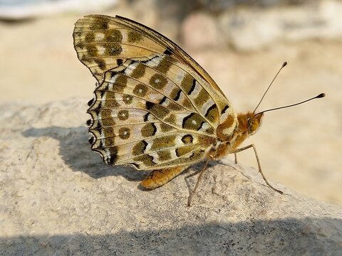 Butterfly on a rock, Hong Kong.