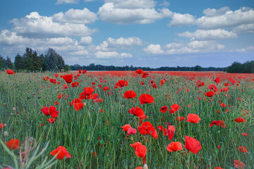 Obraz premium The corn poppy shines in a red blaze of color. The delicate flowers in the cornfield.