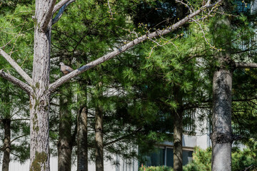 Pigeon perched on tree branch