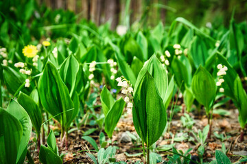 Lily of the valley on the forest floor. green leaves, white flowers. Early bloomers